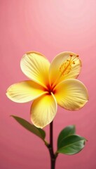 Fototapeta premium Softly glowing yellow frangipani petals in a delicate pink background, flower, hibiscus, tropical