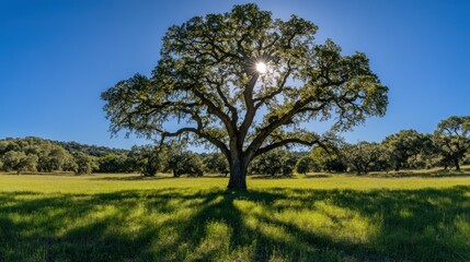 Majestic oak tree in sunlit meadow, hills backdrop, nature scene