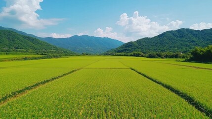 Fototapeta premium Aerial view of vibrant green rice paddy fields in a valley, mountains background, sunny day, agriculture