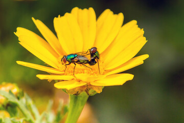 Two Neomyia cornicina Insects on a Flower