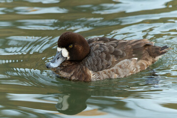 すいすいと泳いでくるスズガモ