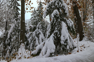 Picturesque view of the winter spruce forest.