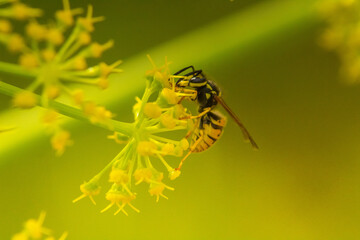 Golden Encounter: Wasp Macro Photography with Shallow Depth of Field