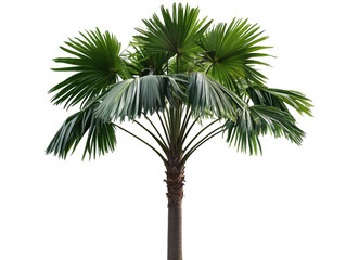 Isolated Realistic palm tree with green long leaves