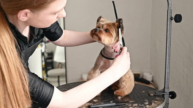 Professional groomer uses precision tools to create perfect look for Yorkshire terrier. Skilled techniques in pet salons ensure dogs receive exceptional care and attention