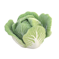 Obraz premium Crisp and Fresh Organic Green Cabbage Head on White Background