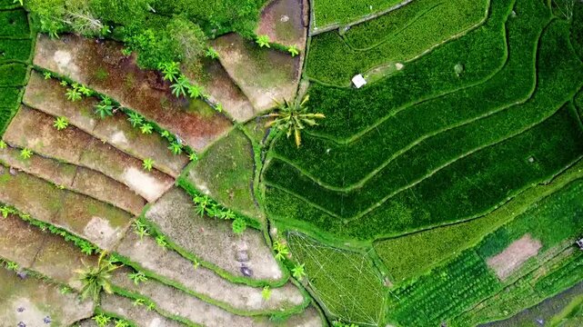 aerial panorama of agrarian rice fields landscape in the village of Central Java, like a terraced rice fields ubud Bali ASIA Indonesia	