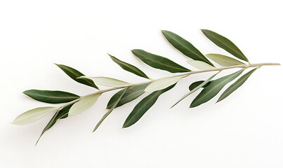Flowers and leaves in pictures illustrator2D