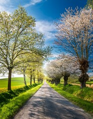 Obraz premium Scenic Spring Road – Tree-Lined Path with Fresh Green Foliage and Blooming Countryside Landscape