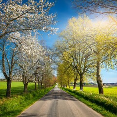 Obraz premium Scenic Spring Road – Tree-Lined Path with Fresh Green Foliage and Blooming Countryside Landscape
