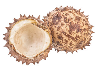 Isolated Open Chestnut Shell