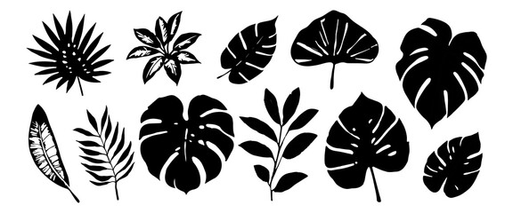 Tropical leaves, plants silhouette . Vector modern floral illustrations of tropic print, palm leaf, monstera, fern on white
