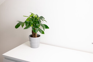 A Pachira aquatica plant growing in a grey pot standing on white dresser table in a room at home