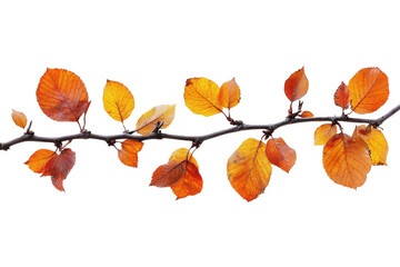 Naklejka premium [Transparent Background PNG]Autumn Leaves Branch Isolated on White Background