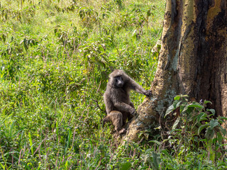 baboon sitting on a tree