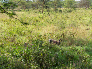 wild animals in the grass