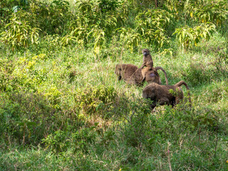 Babuino leading to the youngs on the spine