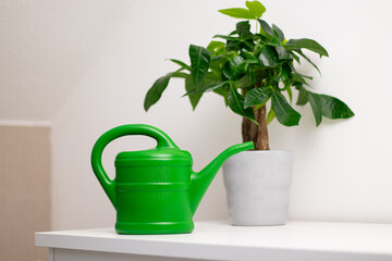 A green watering can near a Pachira aquatica plant growing in a pot standing on white table in a room at home © TatjanaMeininger