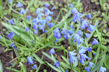 flowers in the grass