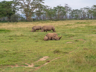 rhino in the wild © javier