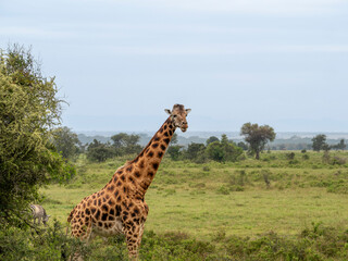 giraffe in kruger park, south africa