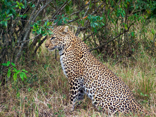 cheetah in the savannah