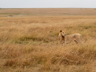 lionesses walking in the wild