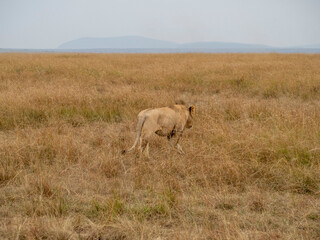 lionesses walking in the wild