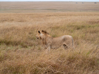 lionesses walking in the wild
