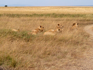 lionesses walking in the wild