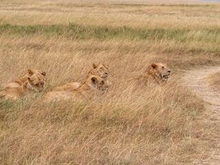 lionesses walking in the wild