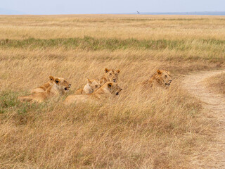 lionesses walking in the wild