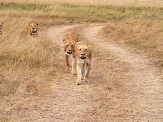lionesses walking in the wild