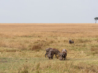 Safari in Kenya. Photographic safari in Serengeti, in The Savannah, Serengeti Tanzania National Park