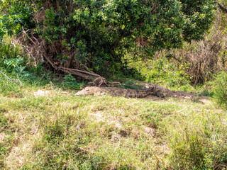 Safari in Kenya. Photographic safari in Serengeti, in The Savannah, Serengeti Tanzania National Park