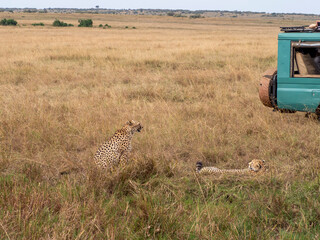 cheetah in serengeti national park