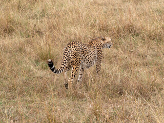 cheetah in serengeti national park