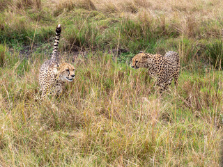 cheetah in the savannah