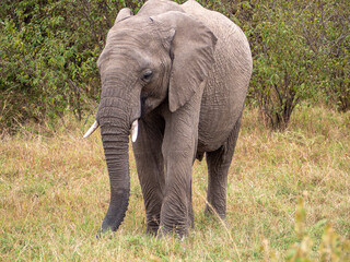 elephants in the savannah of zimbabwe