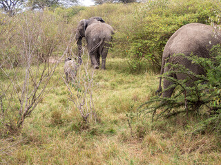 elephants in the savannah of zimbabwe
