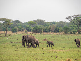 Naklejka premium elephants in the savannah of zimbabwe