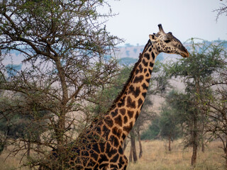 giraffe in the savannah