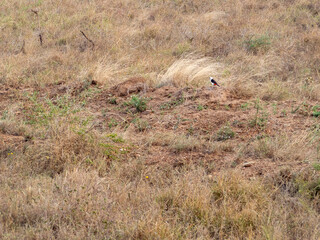 lion cub in the savannah