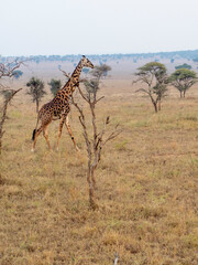 giraffe walking in the savannah