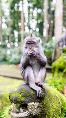 A monkey sits on a moss-covered stone sculpture, eating. The background is a lush tropical forest with blurred trees. The sculpture has an ancient, weathered look, adding a mystical touch to the scene