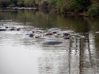hippopotamus in the water in the lake of hippopotamus amphibian, bius river, kenya	