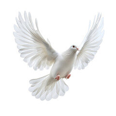 Obraz premium [Transparent Background PNG]White Dove in Flight Symbol of Peace