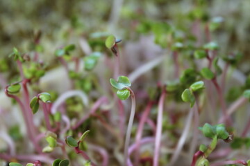 sprout in the wind