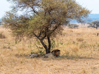 lion cub in serengeti national park