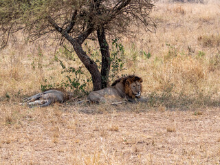 lion  in serengeti
